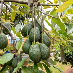 Aguacate Hass Premium (Caja 5 kg)